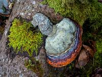 Rotrandiger Baumschwamm und Moos auf umgestürztem Baumstamm